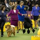 Dog Show 이미지