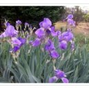 넝쿨장미집 이미지