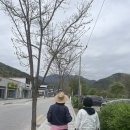 문경, 가은에서 봄을 캐다