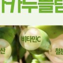 초록열매