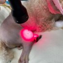 척척병원 | 울산 동구 동물병원 5년째 단골 “척척동물병원” 솔직 후기