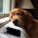 오늘도 귀엽개 이미지