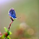 시인을 만드는 9개의 비망록 이미지