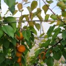 버드네농장 이미지