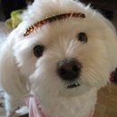 블루빈스 이미지