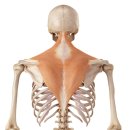 목·어깨통증 핵심! 승모근(Trapezius) Trigger Point 풀기!!!! 이미지
