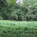 사천송림 이미지