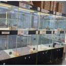 도그마루 고양이 강아지 무료분양 이미지