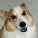 멍멍한상 이미지