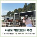 쿰다패스로 즐긴 제주 서귀포 가볼만한곳 목장카페 드르쿰다 여행코스