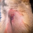 동물병원 유피 이미지