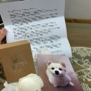 마주봄펫 이미지