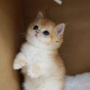 광주 고양이 분양 냥블리 광주점 이미지