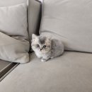 먼치킨 | 창원고양이분양 먼치킨분양 후기