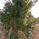 상창보건진료소 이미지