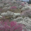 매화나무집 이미지