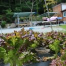 다모아펜션 이미지