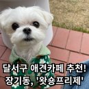 왓숑 | [왓숑프리제] - 달서구 애견카페 추천 / 반려견 입장료 4,000원