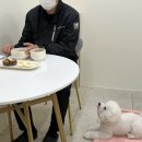 강아지유치원왕왕 이미지