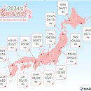2024년 일본 벚꽃 개화시기 이미지