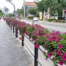 읍시가지 이미지