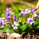 파평면행정복지센터(버스 정류장) 이미지