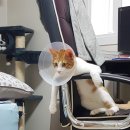 그루밍 루니 이미지