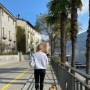 반려견 셀프미용 이미지