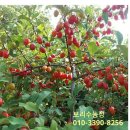 상열농장 이미지