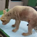 김정복 동물병원 이미지