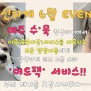 변신하개 이미지