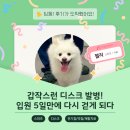 금천동물병원 | 금천구동물병원 디스크 치료 고객후기