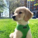 이웃집 댕댕이 이미지