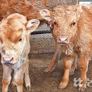 수월한우농장 이미지