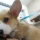 영통동물병원 이미지