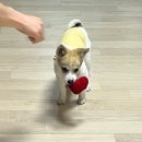 하늬동물병원 | [순천 강아지 임시보호] 임시보호 방법, 준비사항 (+임보 첫 후기)