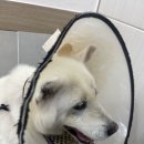 12/7 사랑이 실밥제거 후 입원 이미지