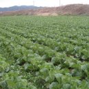 체신농장 이미지