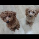 몽블링펫살롱 | 강아지 미용 3번째 이용 후 후기#심곡동