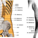 지실혈BL52 지실(志室 2개 혈) : 陽實證의 反應處. 이미지