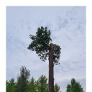 나무야 나무야 이미지