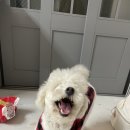 꽃개 하우스 이미지