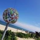 강릉육사시미 이미지