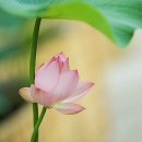 6248, 석가모니불 정근.. 이미지