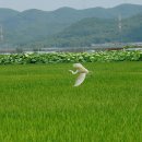 두물머리공원 맞은편 이미지