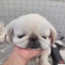 꽃단장 애견미용실 이미지