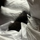 크러쉬 푸들 이미지