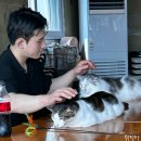 마릴린펫 | 청주 고양이카페 | 무심천 데이트 유기묘 입양 가능한 마이펫프렌즈