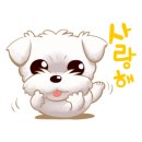 똑똑 애견유치원 이미지