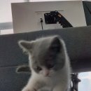 대전 고양이분양 퍼스트캣 대전점 이미지